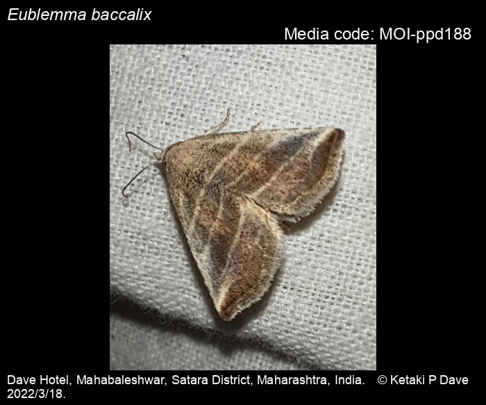 Eublemma baccalix (Swinhoe, 1886) Moths